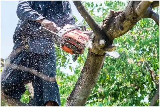 tree services Walla Walla